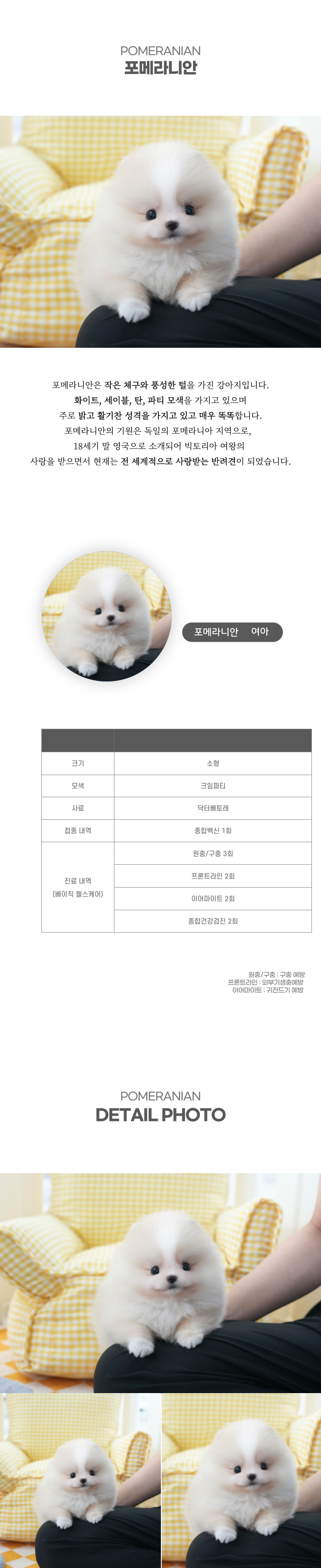 포메라니안_상세이미지_2